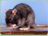 rat control Plympton